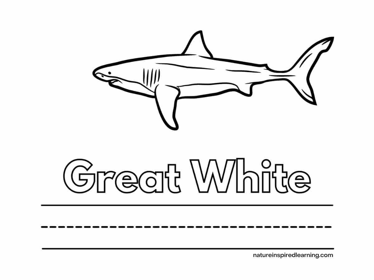 Great white shark coloring pages