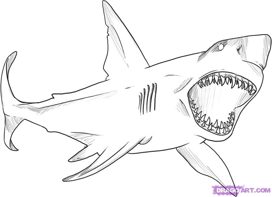 Great white shark coloring sheet desenho de animais tubarãµes desenho de rosto