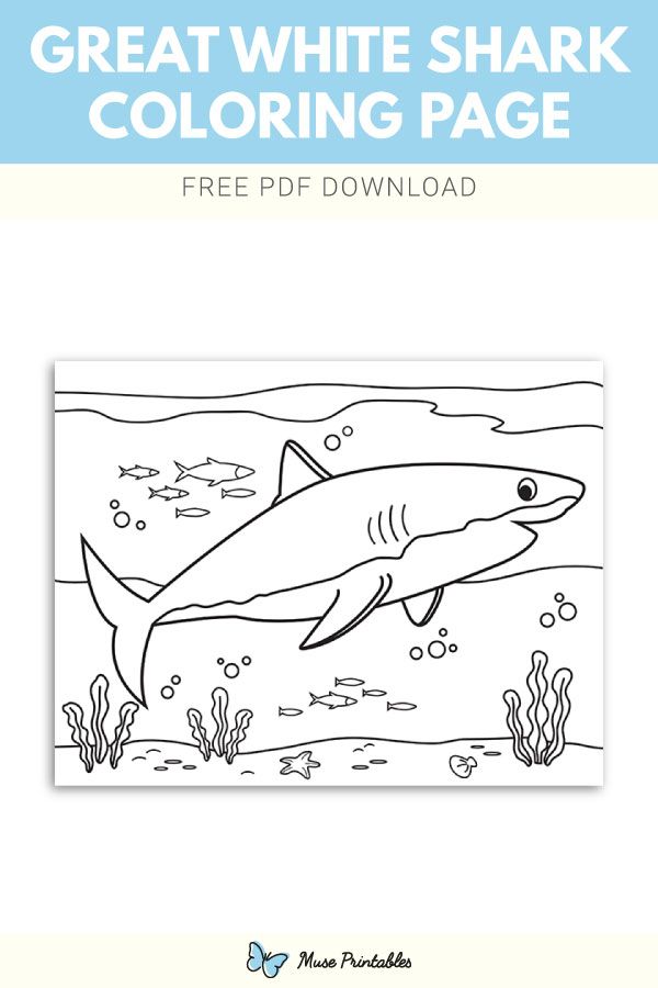 Free great white shark coloring page shark coloring pages coloring pages shark activities