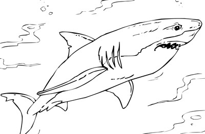 Sharks