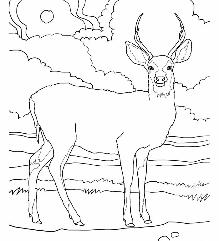 Deer s