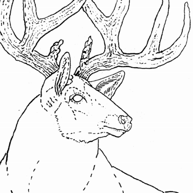 Free big horn sheep pattern by robb barr â elktracks studio