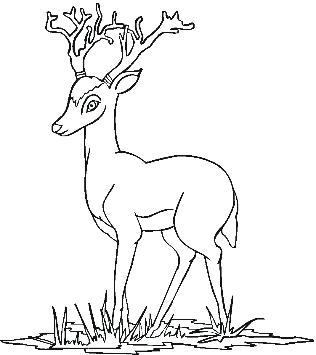 Free printable deer coloring pages for kids