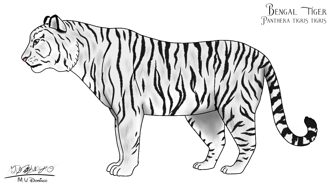 White tiger by ognimdo on