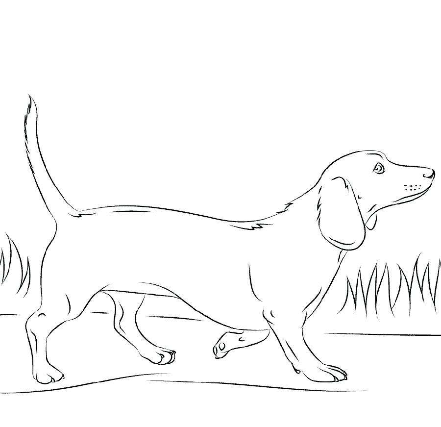 Dachshund coloring pages
