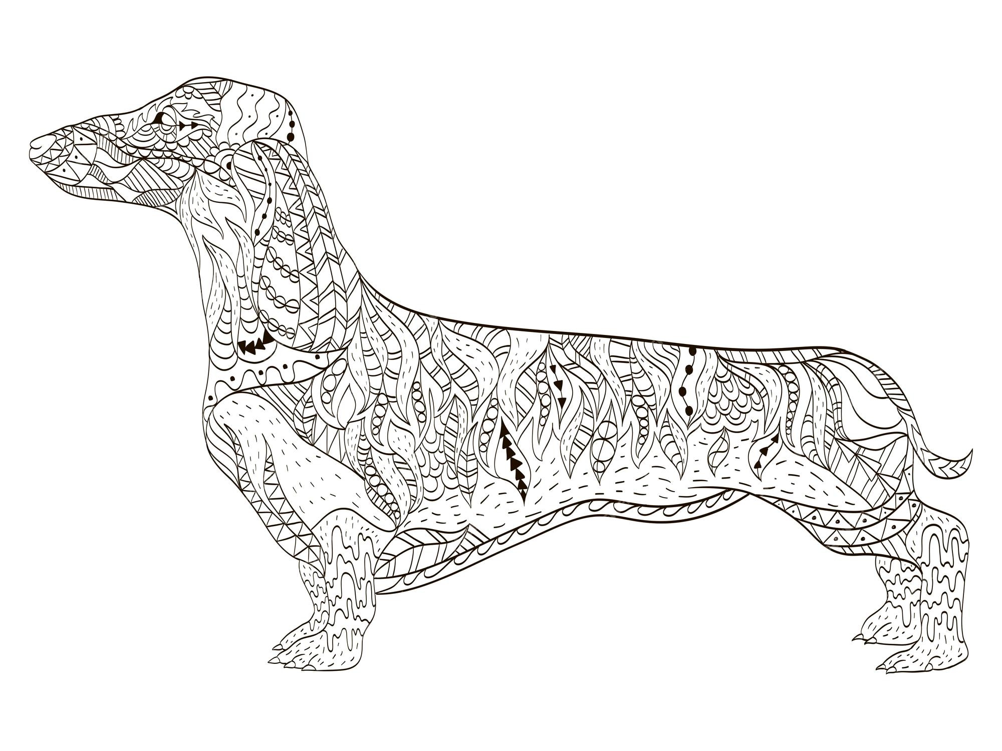 Premium vector dachshund coloring book for adults vector