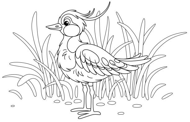 Wild animal coloring pages stock illustrations royalty
