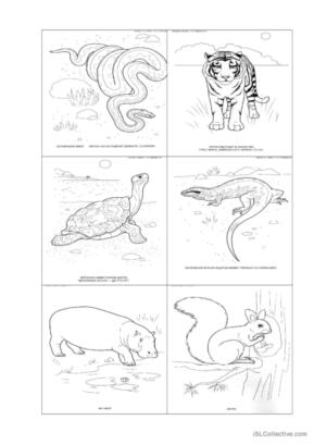 Wild animals glish esl worksheets pdf doc