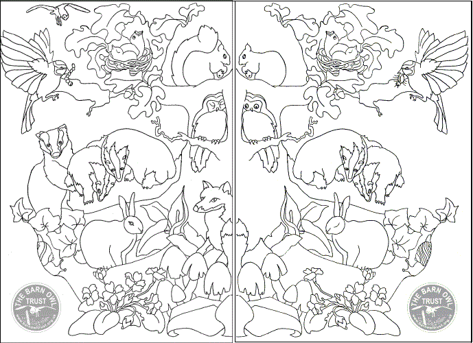 Spot the difference british wildlife puzzle