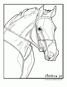Beautiful horse coloring pages