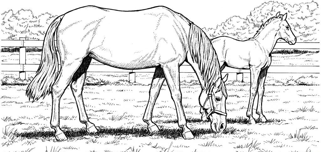 Horse coloring pages for adults