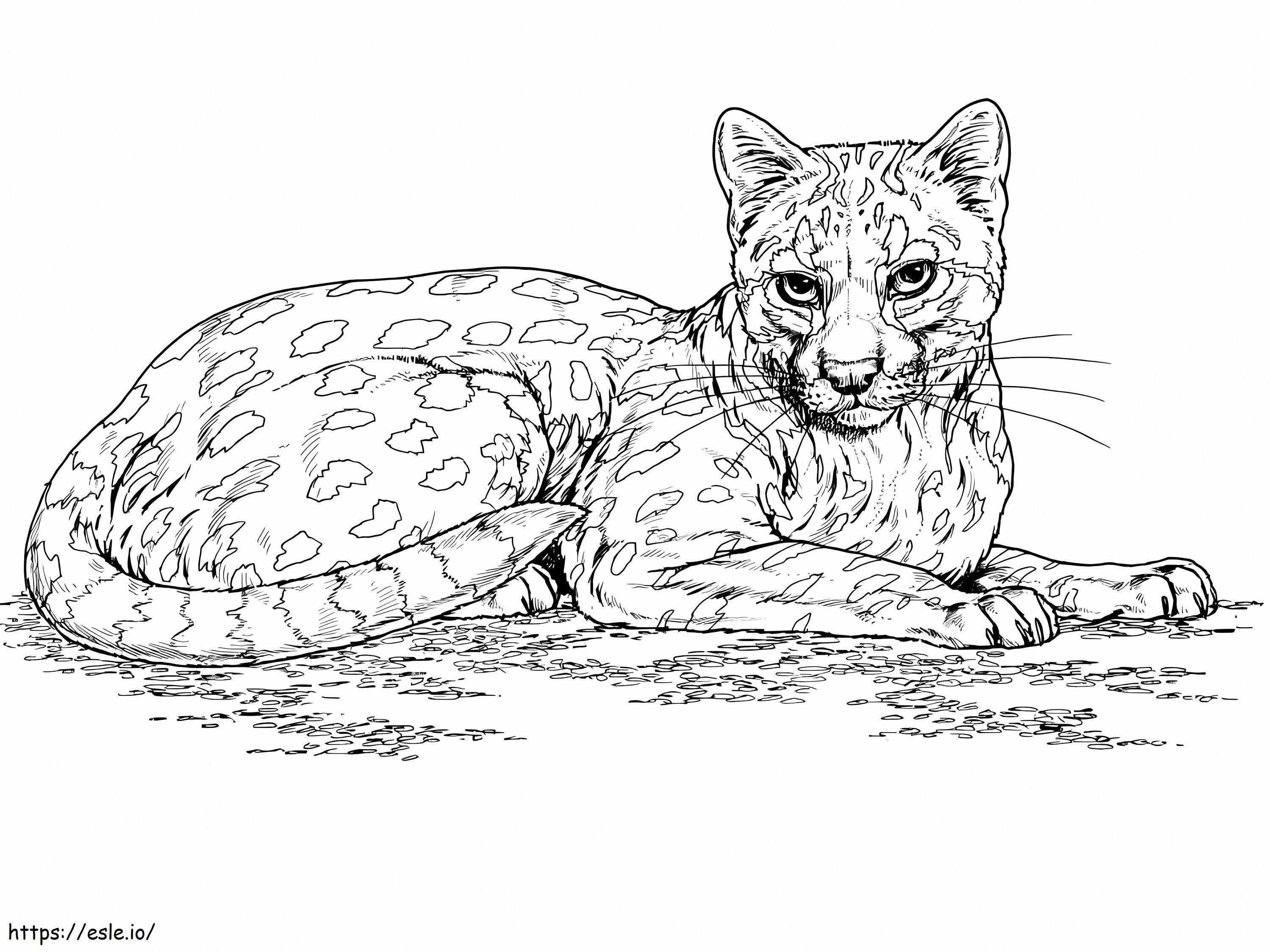 Wild cat ocelot coloring page