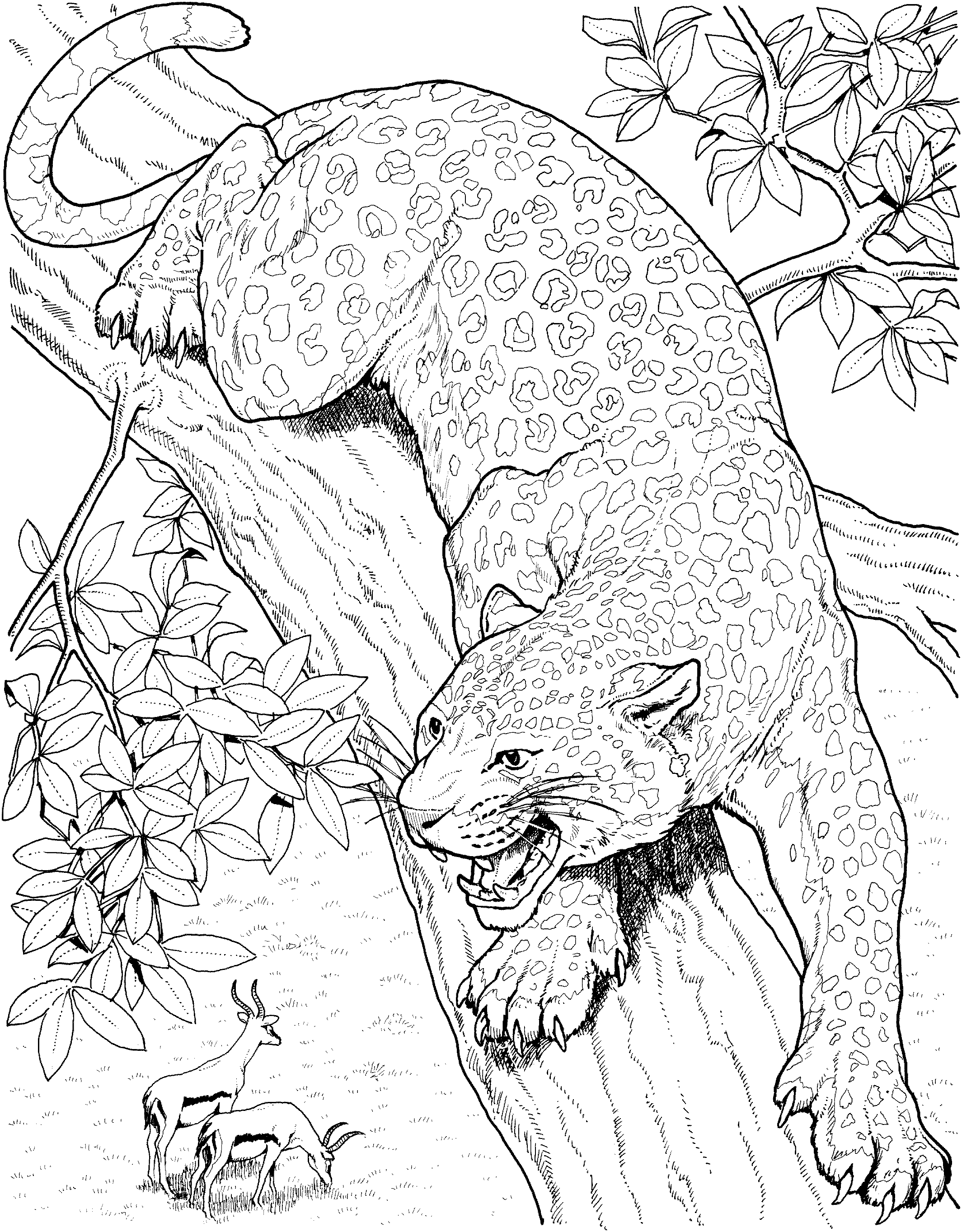 Big cat coloring pages