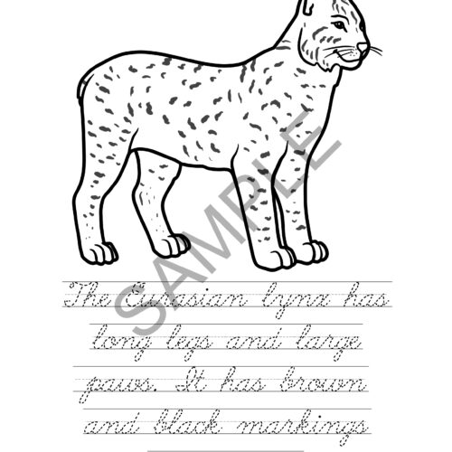 Wild cats of the world coloring book level c made by teachers