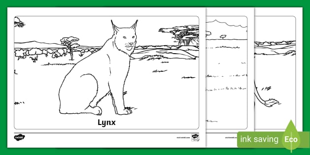 Big cat colouring pages teacher made