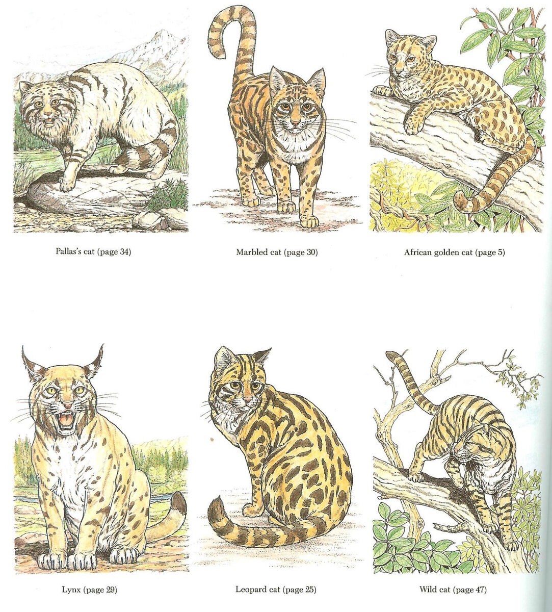 Wild cats of the world coloring book from dover publications new pb