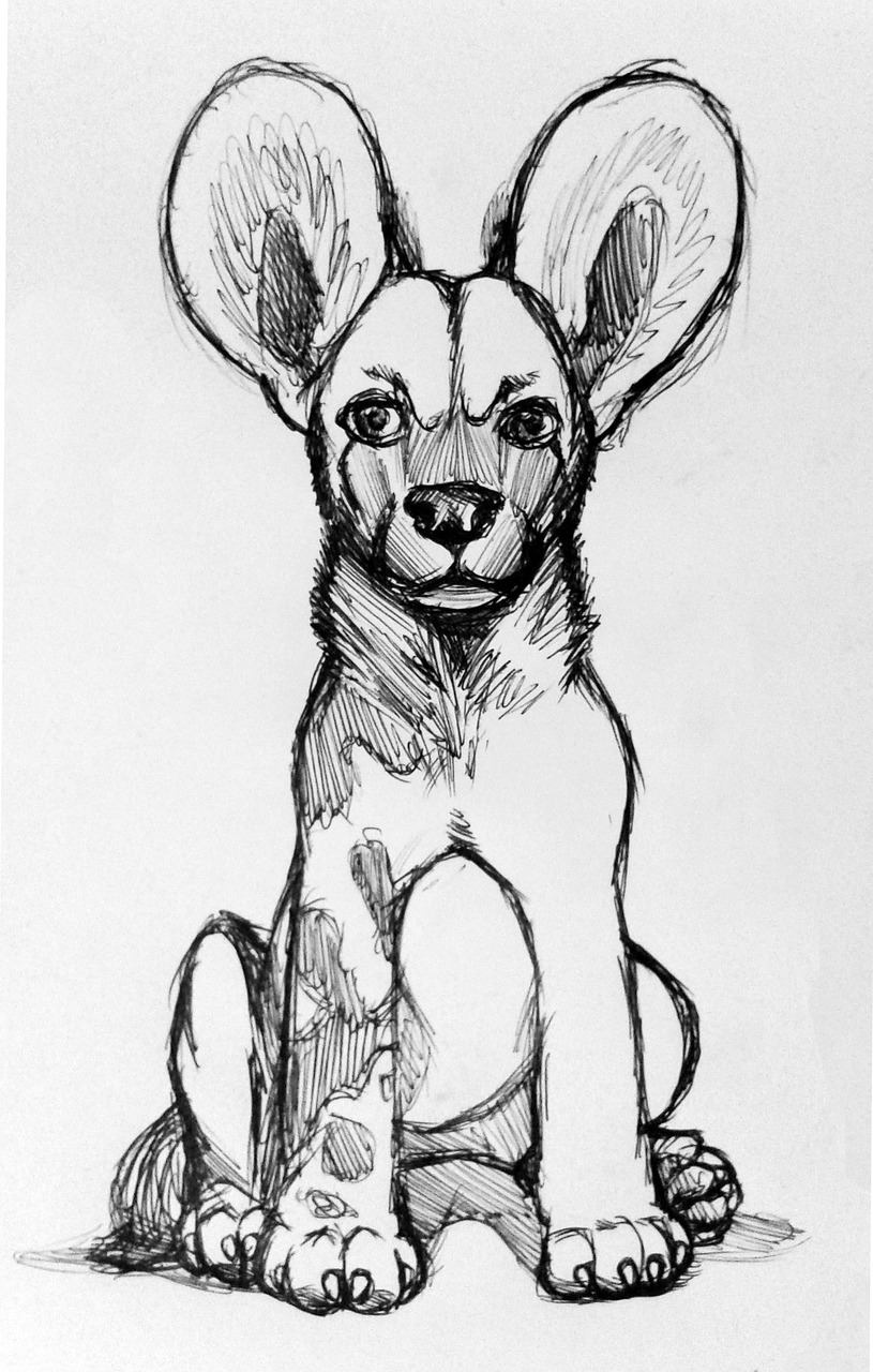 Download african wild dog drawing draft royalty