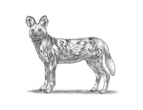 African wild dog animal drawings wild dogs african wild dog