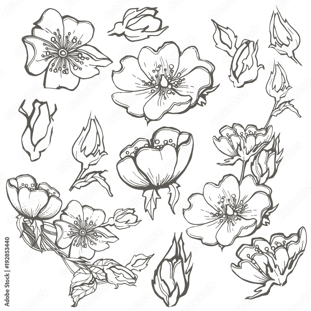 Wild dog rose set flowers contour ink adult coloring page with buds drawing vector clipart on white background for scrapbooking vector