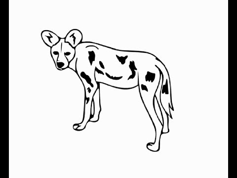 How to draw african wild dog pencil drawing step by step