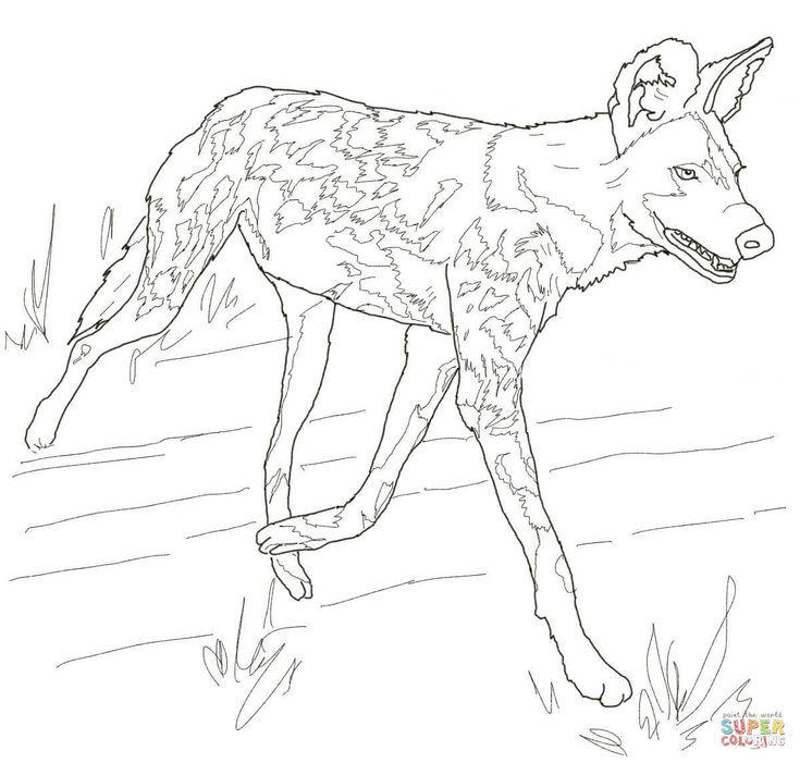 The african painted dog typically roams the open plains and sparse woodlands of sub