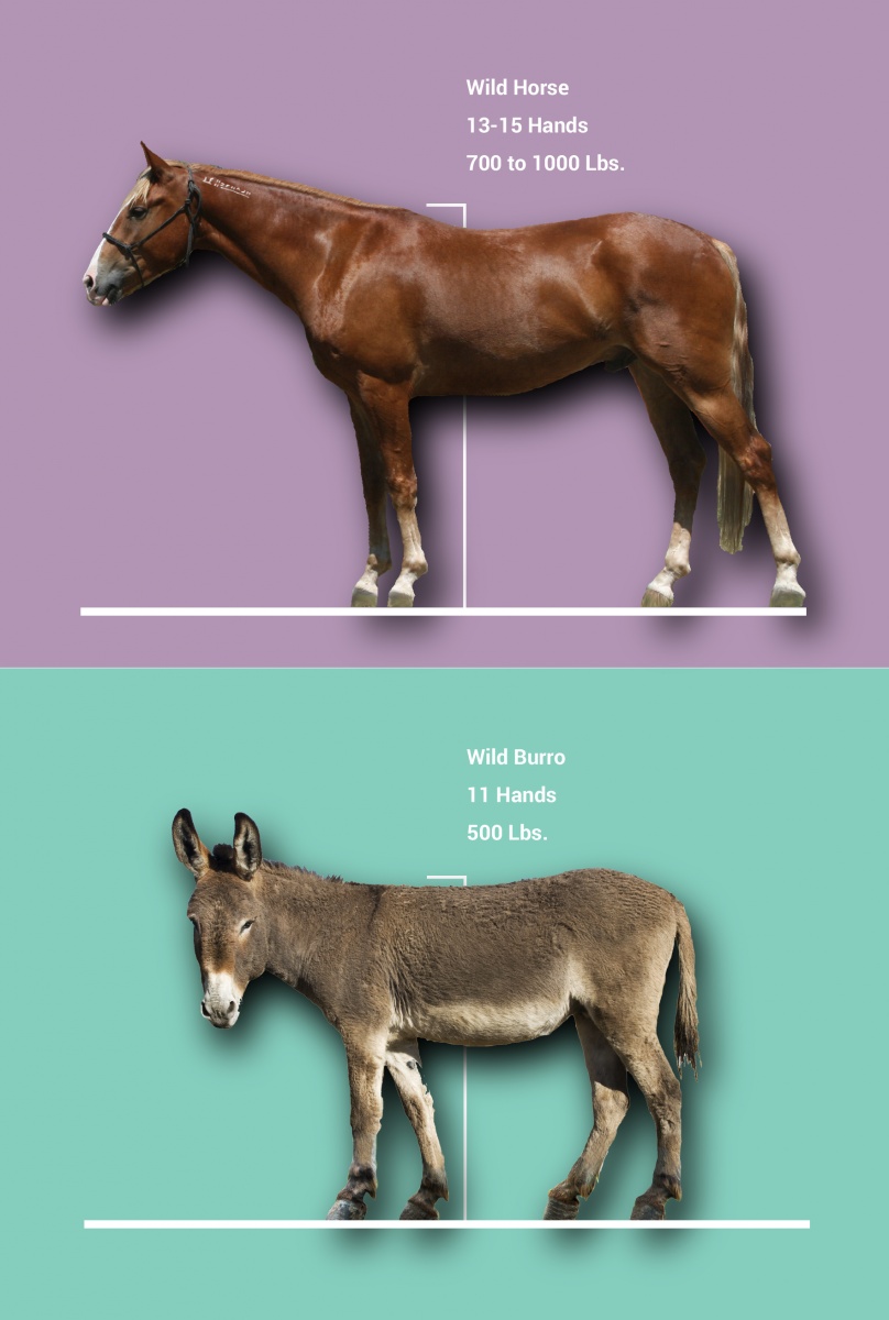 About wild horses and burros bureau of land management