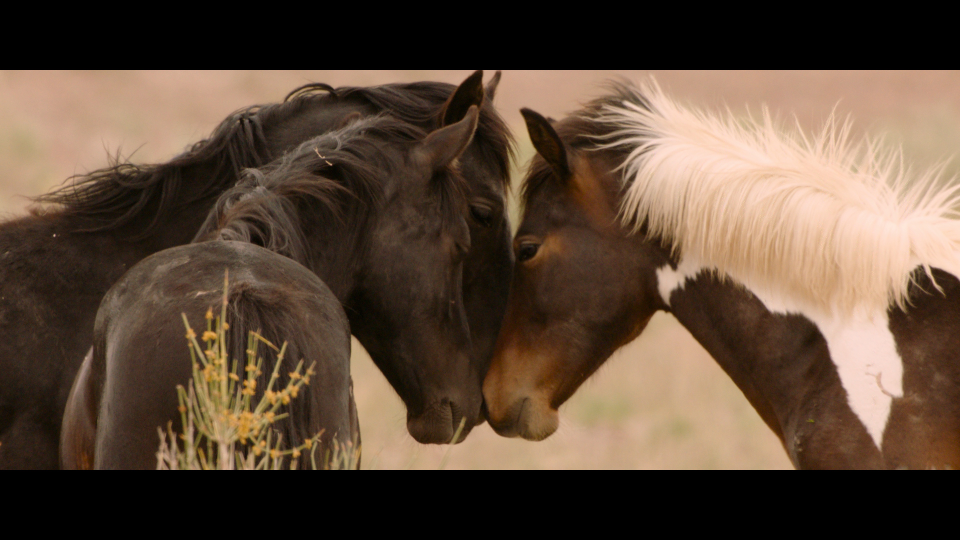 Cruel wild horse roundups documented in wild beauty film â