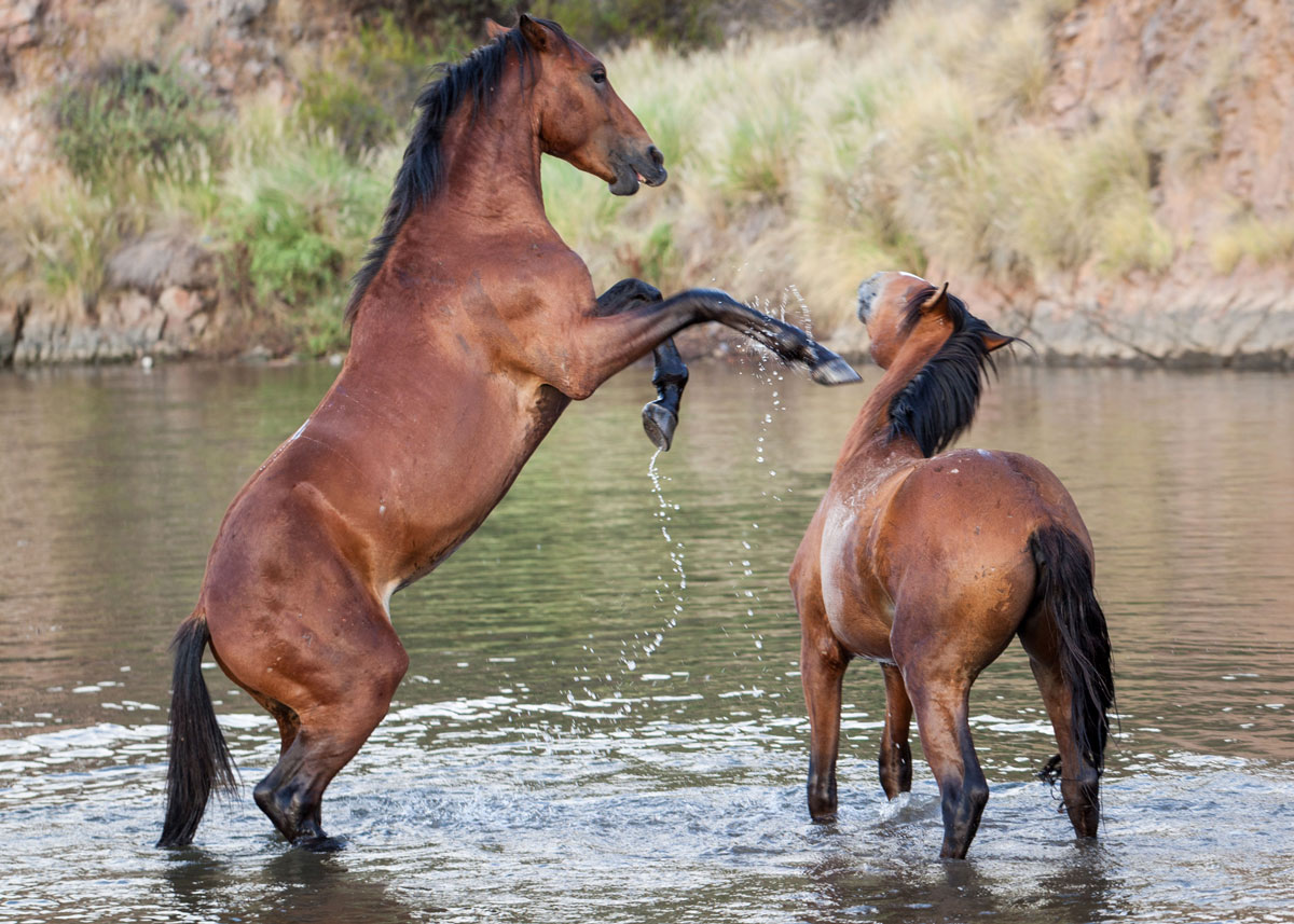 Despite law salt river horses remain unmanaged