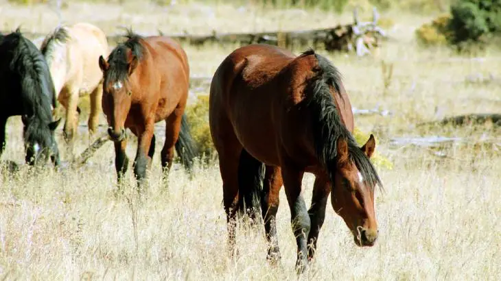 What do horses eat in the wild