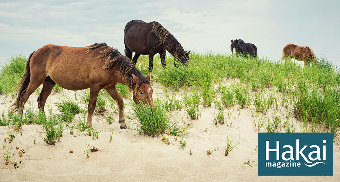 Romance politics and ecological damage the saga of sable islands wild horses hakai magazine