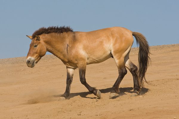 The horses wild relatives