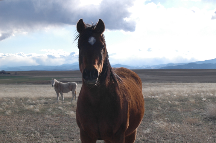 Adw equus caballus information