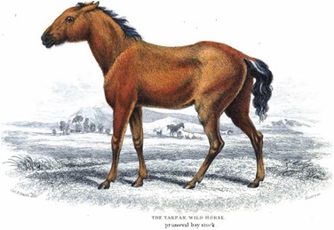 Konik tarpan european wild horse an origin story with conservation implications