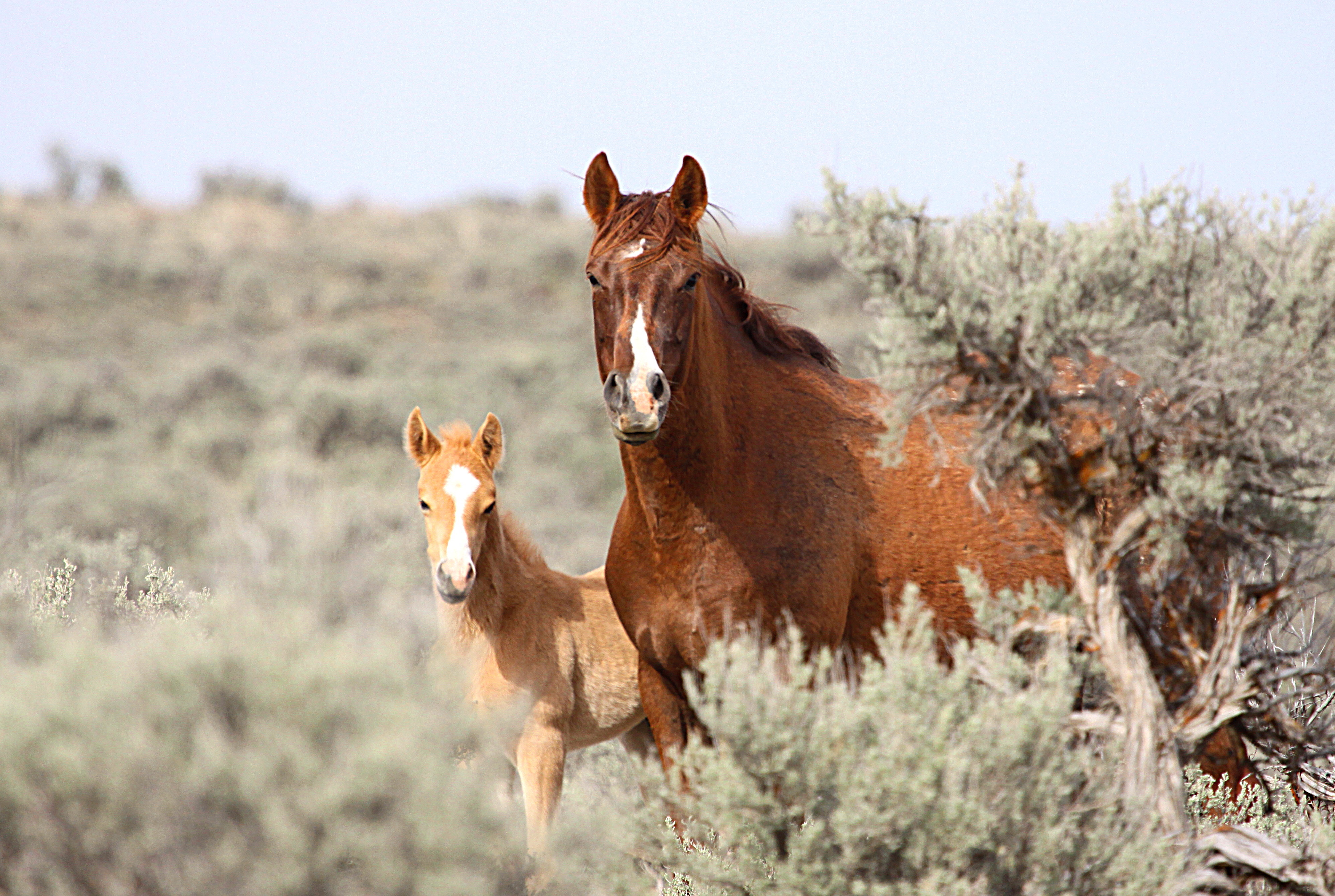 Announces new grants to support wild horse and burro initiatives in colorado oregon and utah bureau of land management