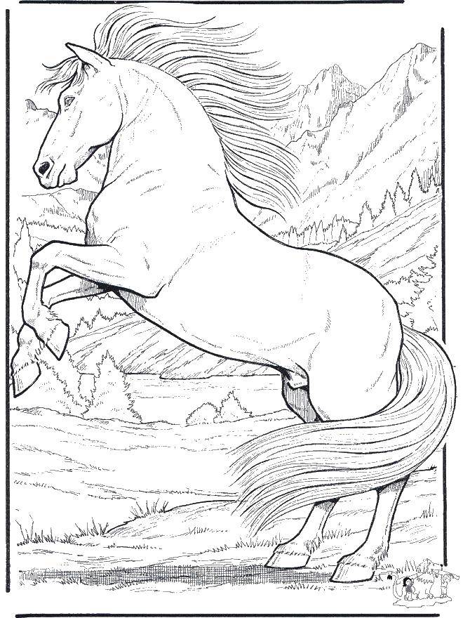 Online coloring pages coloring page wild horse wild animals download print coloring page