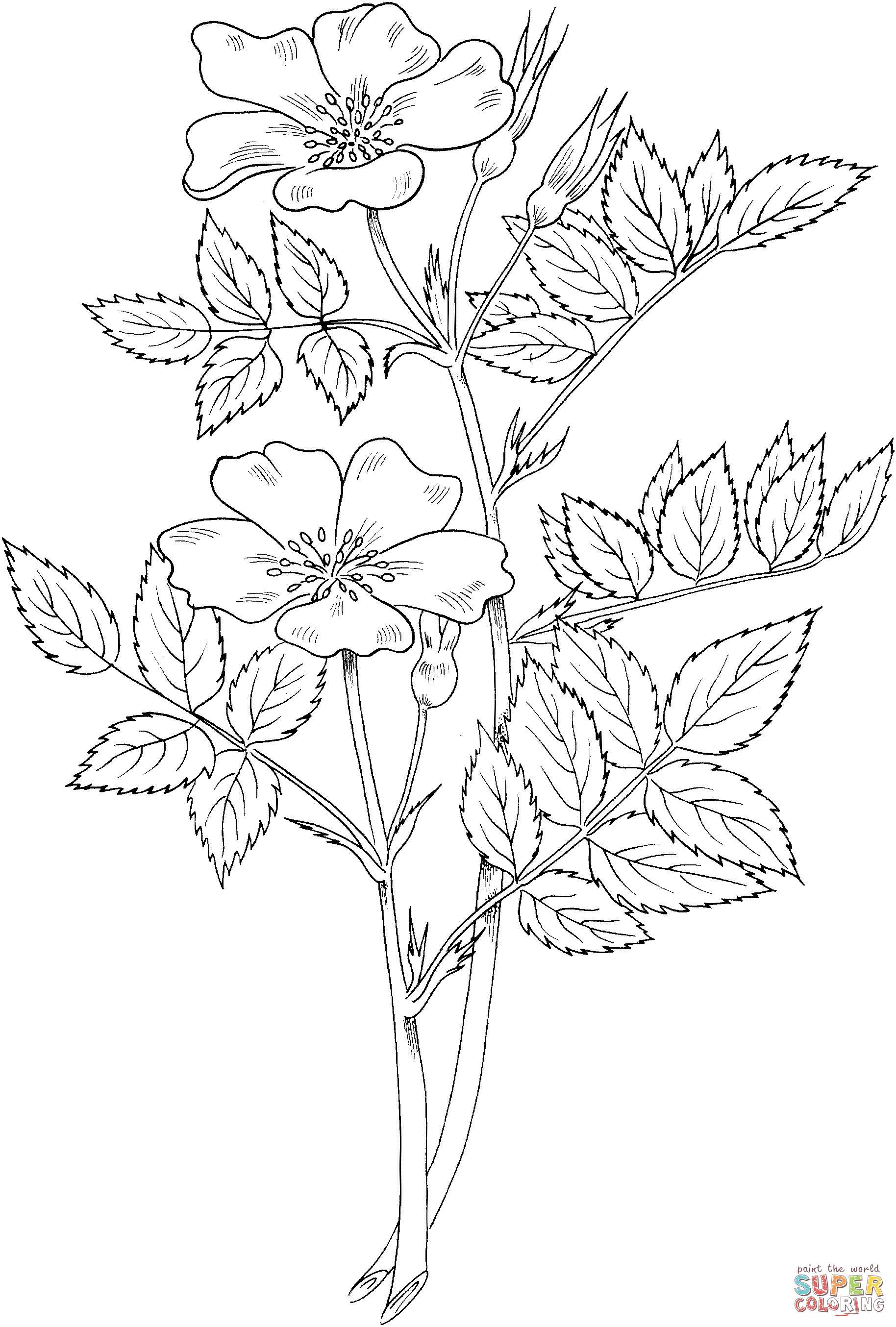 Rosa blanda or meadow wild rose or or prairie rose coloring page free printable coloring pages rose coloring pages coloring pages flower coloring pages