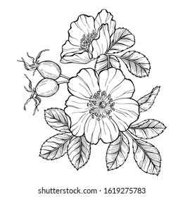 Wild rose flowers berries line art stock vector royalty free