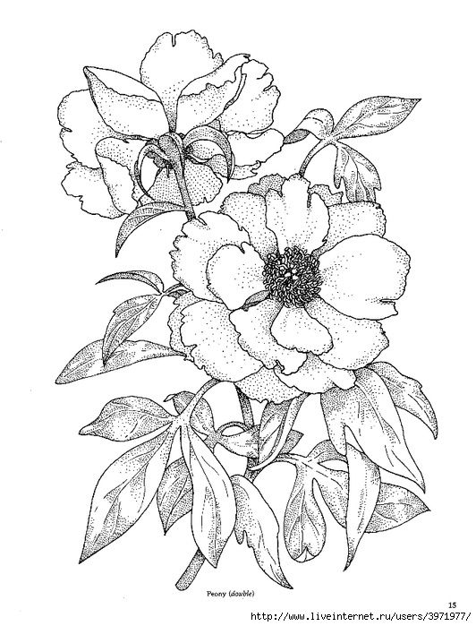 Pin by ashley on ink flower sketches drawings fabric painting