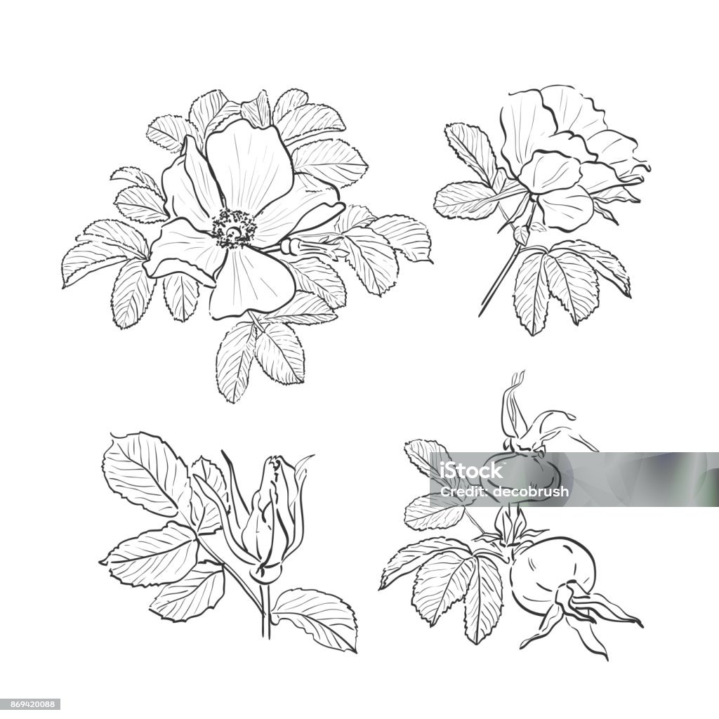 Dogrose drawing flowers handdrawn wild rose isolated botanical drawings coloring page vector briar rose stock illustration
