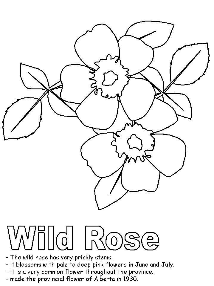 Wild rose coloring page rose coloring pages coloring pages flower drawing