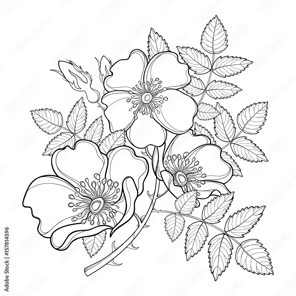 Vector branch with outline dog rose or rosa canina medicinal herb flower bud and leaves isolated on white background ornate wild rose in contour style for summer design and coloring book