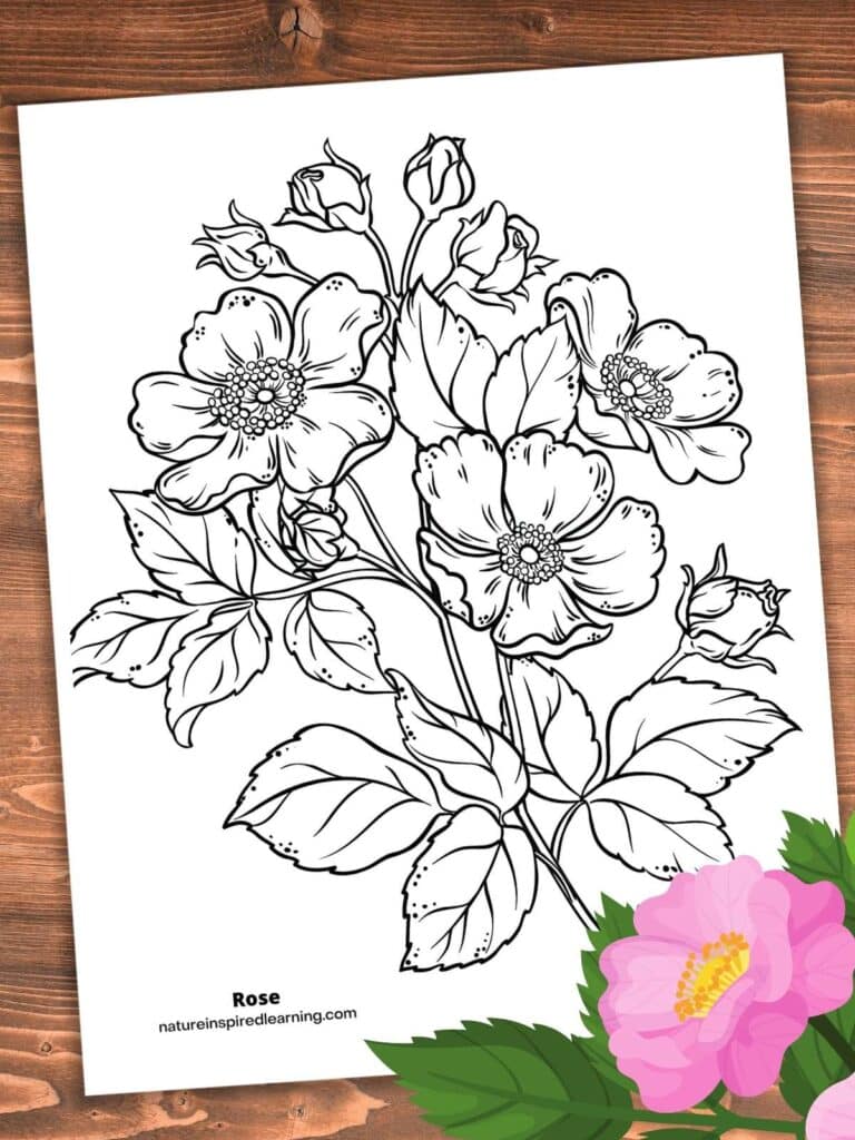 Realistic rose coloring pages