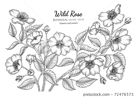 Wild rose flower and leaf hand drawn botanical