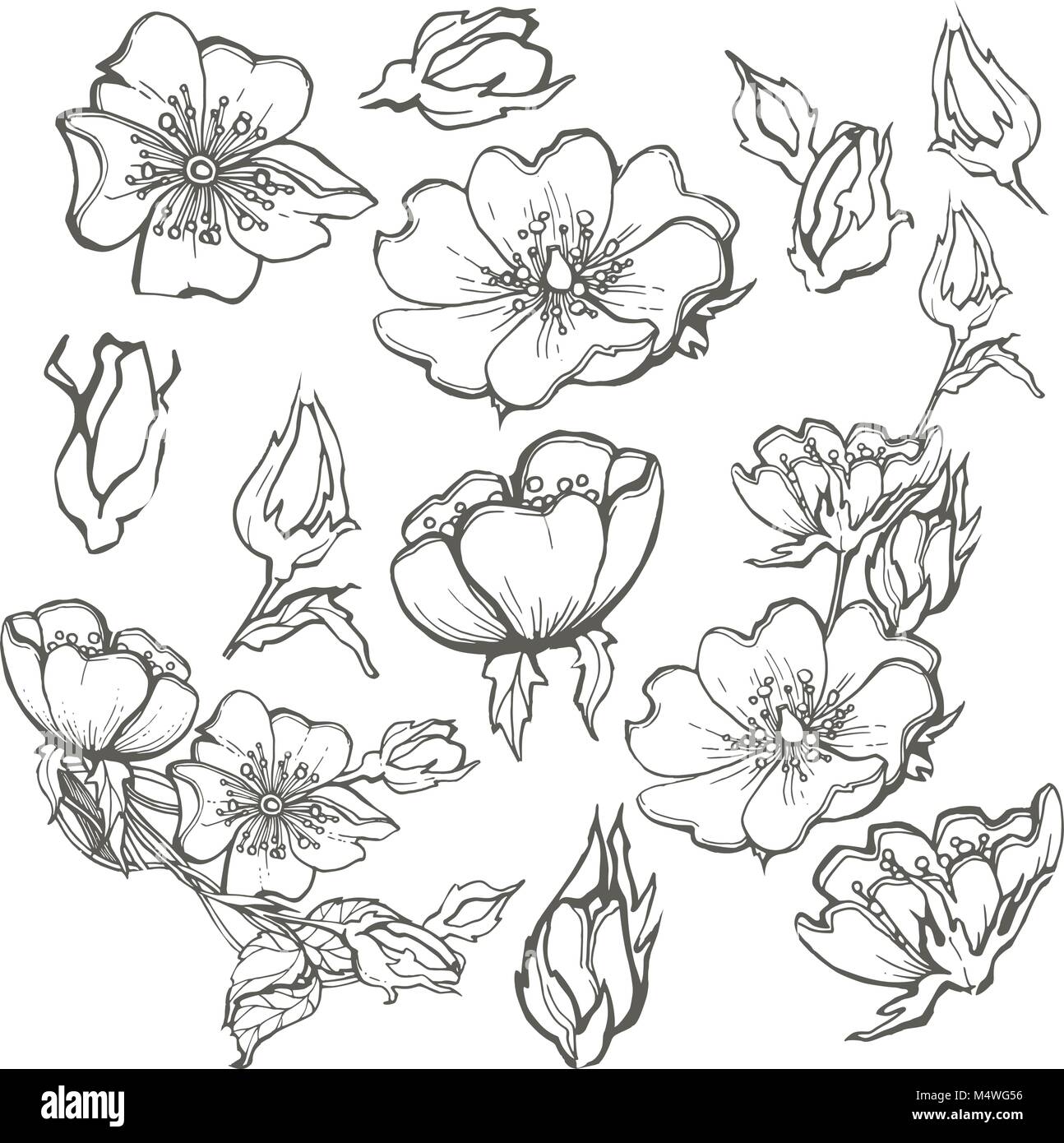 Wild dog rose set flowers contour ink adult coloring page with buds drawing vector clipart on white background for scrapbooking stock vector image art