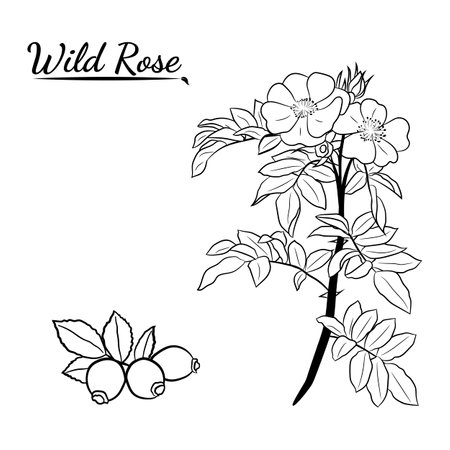 Wild rose drawing black white cliparts stock vector and royalty free wild rose drawing black white illustrations