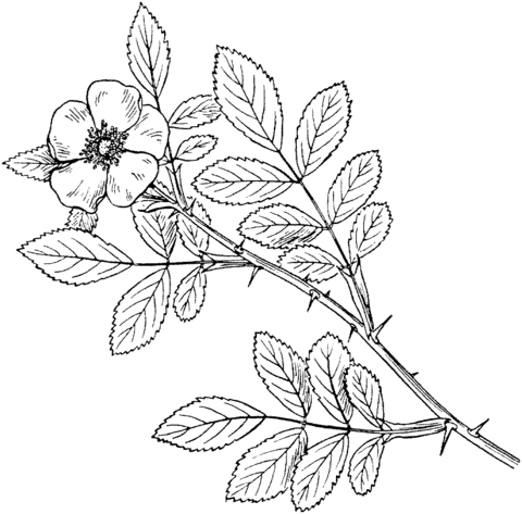 Roses coloring pages printable for free download