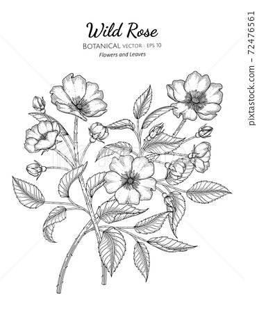 Wild rose flower and leaf hand drawn botanical