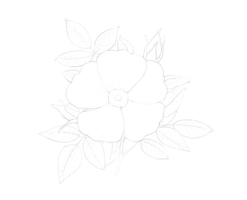 How to draw a wild rose with markers and colored pencils