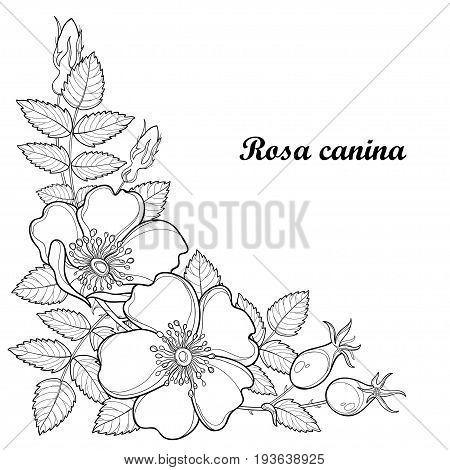 Vector branch outline vector photo free trial bigstock