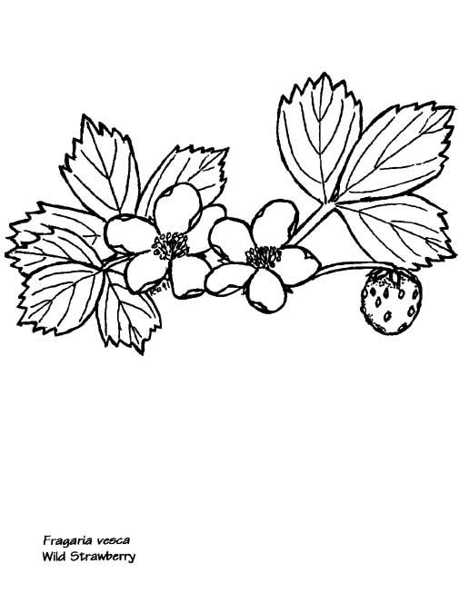 Wild strawberry coloring page dibujo äåleme ãizim